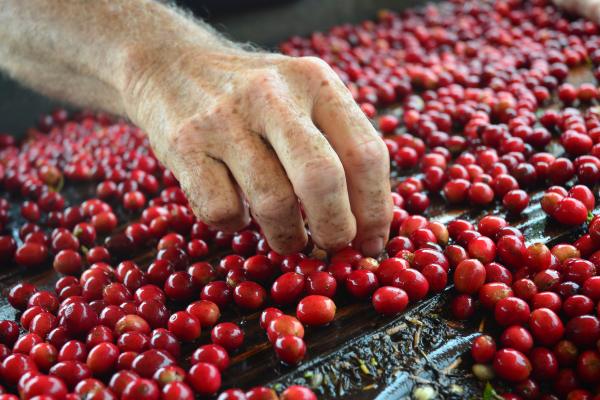 Kona as a Coffee-Growing Region