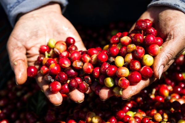 kona coffee hand picking